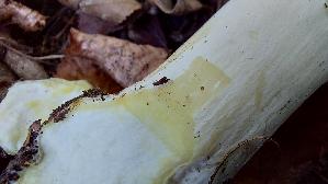 Karbolchampignon_Agaricus-xanthodermus_20260918_110227.jpg