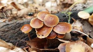Kaumbeschleierter-Muerbling_Psathyrella-subnuda_20260610_121633.jpg