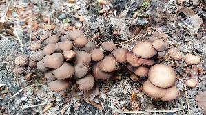 Kaumbeschleierter-Muerbling_Psathyrella-subnuda_20260610_121656.jpg