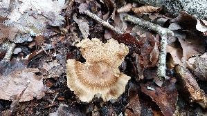 Kegeliger-Ris--spilz_Pseudosperma-rimosum_20260827_133218.jpg