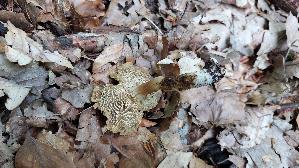 Kegeliger-Ris--spilz_Pseudosperma-rimosum_20260827_133335.jpg