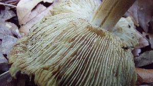 Kegeliger-Ris--spilz_Pseudosperma-rimosum_20260827_133348.jpg