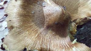 Kegeliger-Ris--spilz_Pseudosperma-rimosum_20260827_133427.jpg