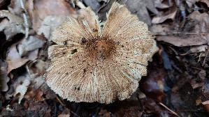 Kegeliger-Ris--spilz_Pseudosperma-rimosum_20260827_133600.jpg