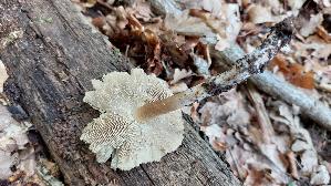 Kegeliger-Ris--spilz_Pseudosperma-rimosum_20260827_133730.jpg