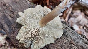 Kegeliger-Ris--spilz_Pseudosperma-rimosum_20260827_133742.jpg