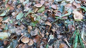 Kegeliger-Ris--spilz_Pseudosperma-rimosum_20260901_123031.jpg