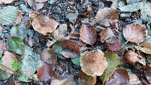 Kegeliger-Ris--spilz_Pseudosperma-rimosum_20260901_123038.jpg