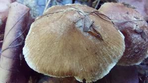 Kegeliger-Ris--spilz_Pseudosperma-rimosum_20260901_123105.jpg