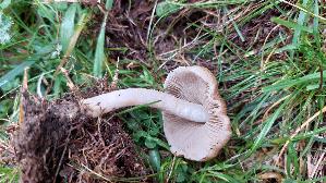 Kegeliger-Ris--spilz_Pseudosperma-rimosum_20260917_102702.jpg