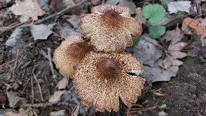Kegeliger-Ris--spilz_Pseudosperma-rimosum_20260918_112612.jpg
