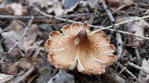 Kegeliger-Ris--spilz_Pseudosperma-rimosum_20260918_112732.jpg