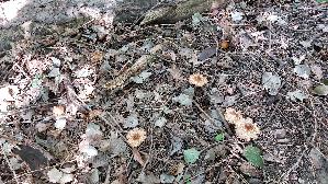 Kegeliger-Ris--spilz_Pseudosperma-rimosum_20260918_112742.jpg