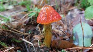Kegeliger-Saftling_Hygrocybe-conica_20250926_123322.jpg