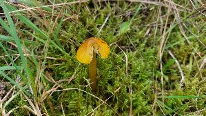Kegeliger-Saftling_Hygrocybe-conica_20250929_145355.jpg