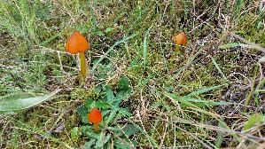 Kegeliger-Saftling_Hygrocybe-conica_20250929_145514.jpg