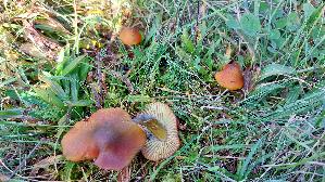 Kegeliger-Saftling_Hygrocybe-conica_20251030_114321.jpg