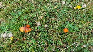 Kegeliger-Saftling_Hygrocybe-conica_20260919_113124.jpg