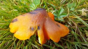 Kegeliger-Saftling_Hygrocybe-conica_20260919_113250.jpg