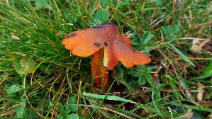 Kegeliger-Saftling_Hygrocybe-conica_20260919_113315.jpg