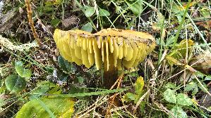 Kegeliger-Saftling_Hygrocybe-conica_20260919_153028.jpg