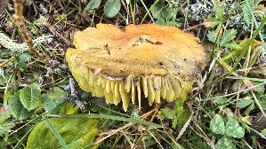 Kegeliger-Saftling_Hygrocybe-conica_20260919_153031.jpg