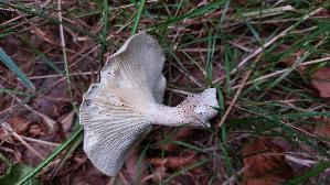 Keulenfuss---Trichterling_Ampulloclitocybe-clavipes_20260912_134729.jpg