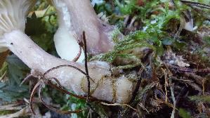 Keulenfuss---Trichterling_Ampulloclitocybe-clavipes_20260916_101758.jpg