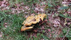 Kiefern---Braunporling_Phaeolus-spadiceus_20260610_110457.jpg