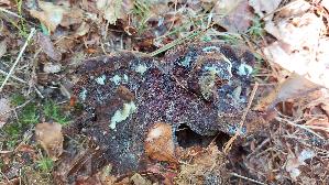 Kiefern---Braunporling_Phaeolus-spadiceus_20260701_150127.jpg