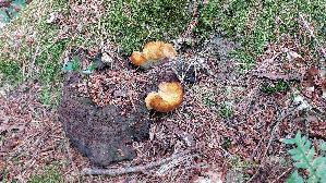 Kiefern---Braunporling_Phaeolus-spadiceus_20260721_134933.jpg