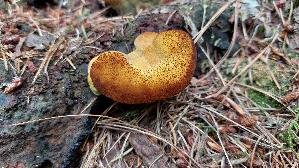 Kiefern---Braunporling_Phaeolus-spadiceus_20260721_134955.jpg