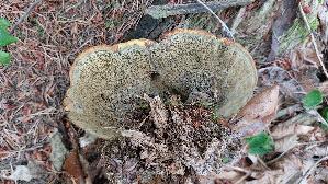 Kiefern---Braunporling_Phaeolus-spadiceus_20260722_171021.jpg