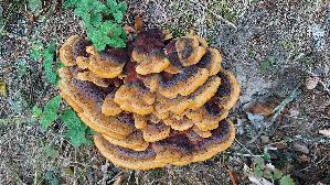 Kiefern---Braunporling_Phaeolus-spadiceus_20260829_143857.jpg