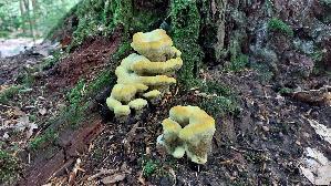 Kiefern---Braunporling_Phaeolus-spadiceus_20260829_160532.jpg