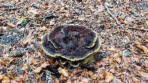 Kiefern---Braunporling_Phaeolus-spadiceus_20261011_153836.jpg