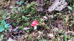Kiefern---Speitaeubling_Russula-silvestris_20250904_110454.jpg