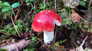 Kiefern---Speitaeubling_Russula-silvestris_20250904_110505.jpg