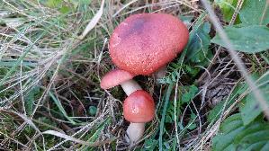 Kiefern---Speitaeubling_Russula-silvestris_20251009_163314.jpg