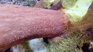 Kiefern---Steinpilz_Boletus-pinophilus_20250816_102126.jpg