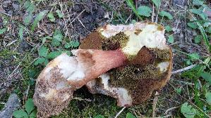 Kiefern---Steinpilz_Boletus-pinophilus_20250816_102144.jpg