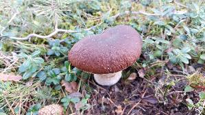 Kiefern---Steinpilz_Boletus-pinophilus_20260918_114952.jpg