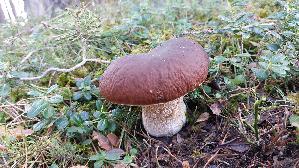 Kiefern---Steinpilz_Boletus-pinophilus_20260918_115006.jpg