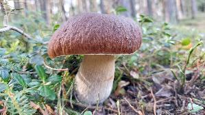 Kiefern---Steinpilz_Boletus-pinophilus_20260918_115139.jpg