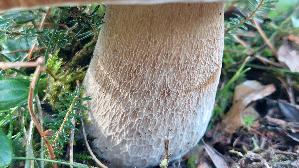 Kiefern---Steinpilz_Boletus-pinophilus_20260918_115203.jpg