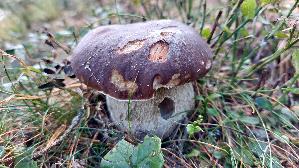 Kiefern---Steinpilz_Boletus-pinophilus_20260919_124208.jpg