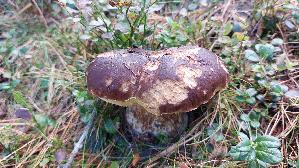 Kiefern---Steinpilz_Boletus-pinophilus_20260919_124317.jpg