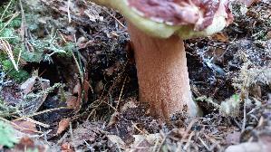 Kiefern---Steinpilz_Boletus-pinophilus_20260919_160016.jpg