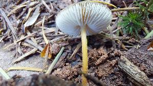 Kiefern---Zapfenruebling_Strobilurus-stephanocystis_20260419_154911.jpg