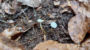 Kiefern---Zapfenruebling_Strobilurus-stephanocystis_20260419_173951.jpg